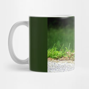 American Robin-5 Mug